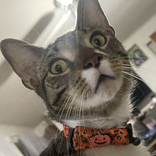 Jenny