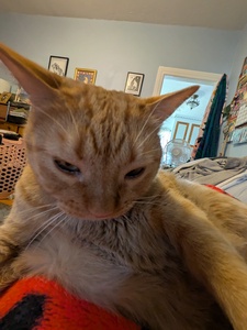gab