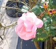 Ailsa