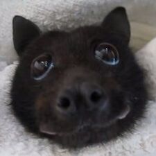 Len