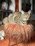 Kjell W...