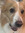 Arlo