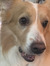 Arlo