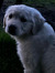 Sofie P...