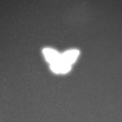 æ