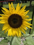Susan