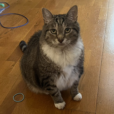 kat!