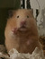 Meggy