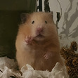 Meggy