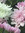 Chrysanthemum