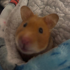 sam :)