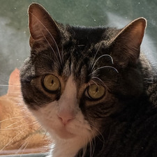 Greta