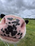 Abigail