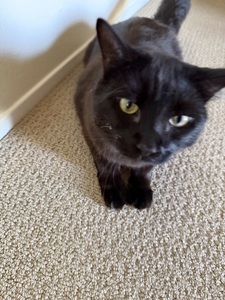 fran