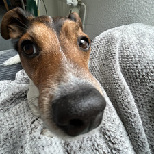 sandi