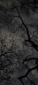 Tiin