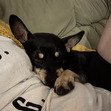 BELA