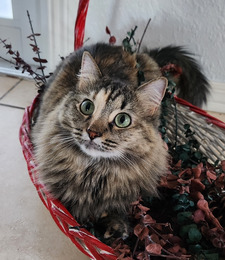 Sam