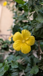 MiTa
