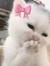 KittyCat