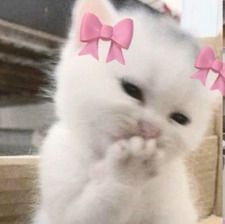 KittyCat
