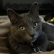 MiLee V
