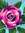 Rose Whitacre