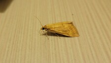 Chiara