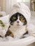 Noelle ...