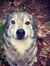 Mylo