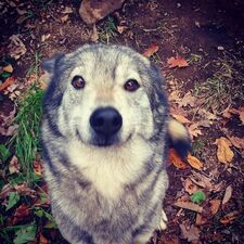 Mylo