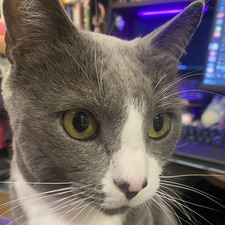 Cecil