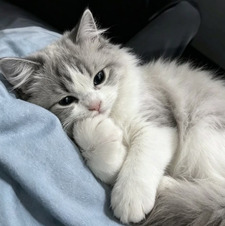 Lovey