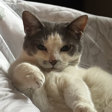 Lexie