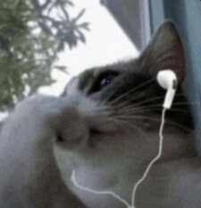 Kittyandmore