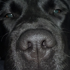 Lucy