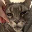 Meow