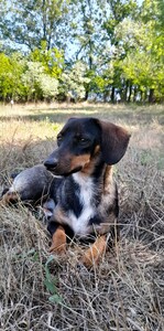 Gabriel
