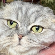 Alyssia