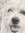 Roy Bowie