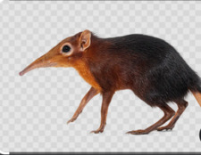 Anni