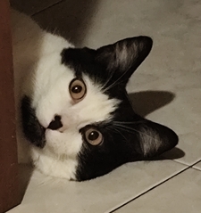 Gianluca