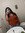 Reena
