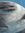 Narwhal