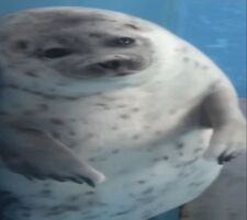 Narwhal