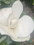 Annise_