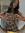 Olivia Rodrigo