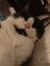 Jenny