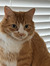 cat cat
