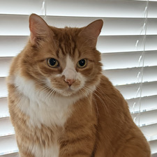 cat cat